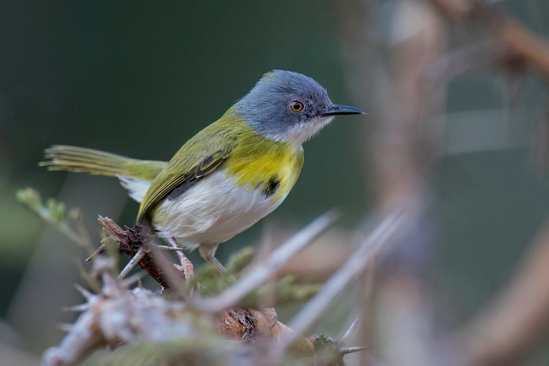 Yellow-breasted Apalis