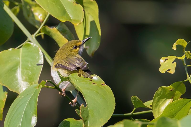 Yellow-browed Camaroptera