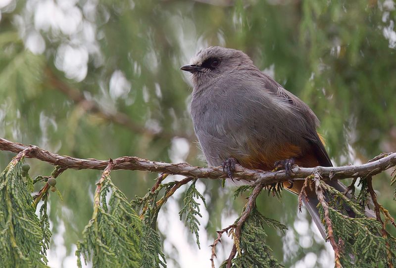 Abyssinian Catbird