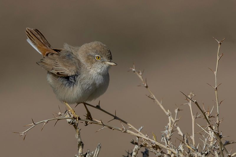 Asian Desert Warbler
