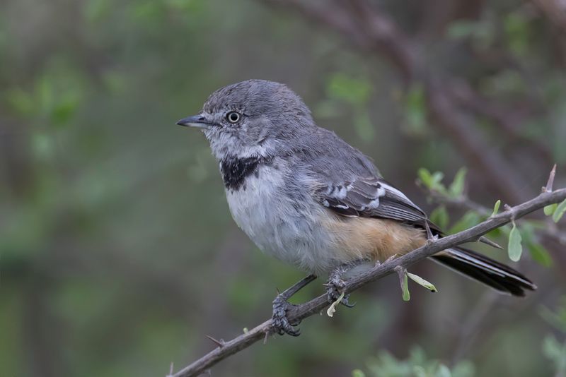 Banded Parisoma