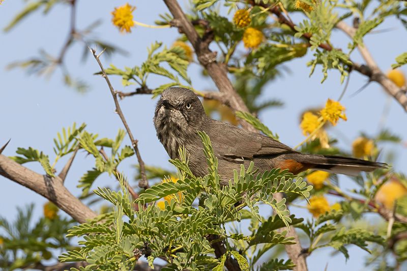 Chestnut-vented Warbler