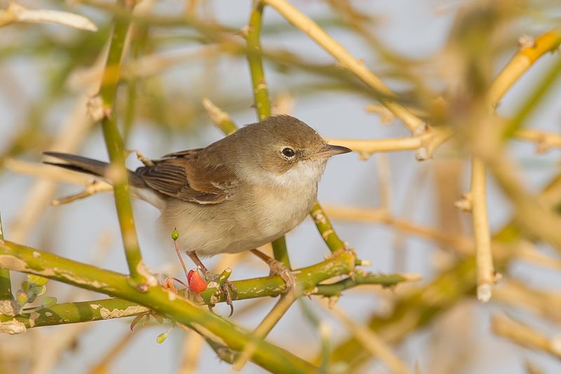 Common Whitethroat