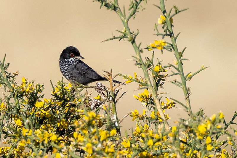 Cyprus Warbler