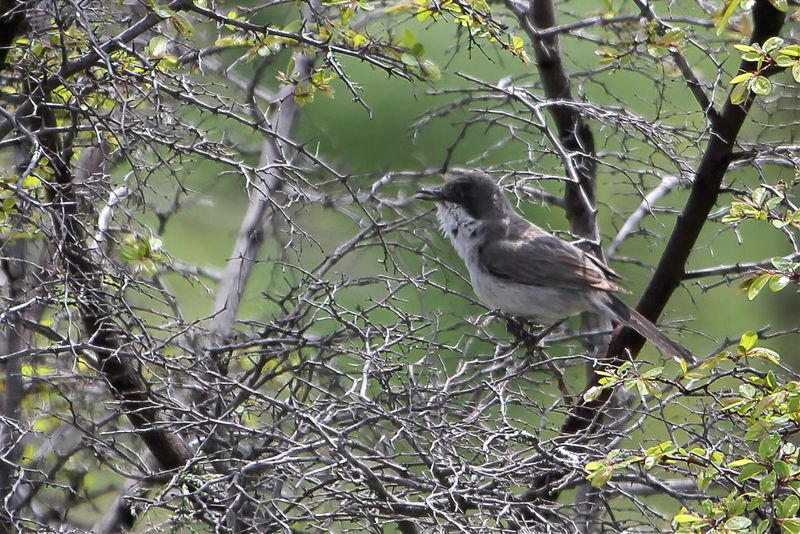 Eastern Orphean Warbler