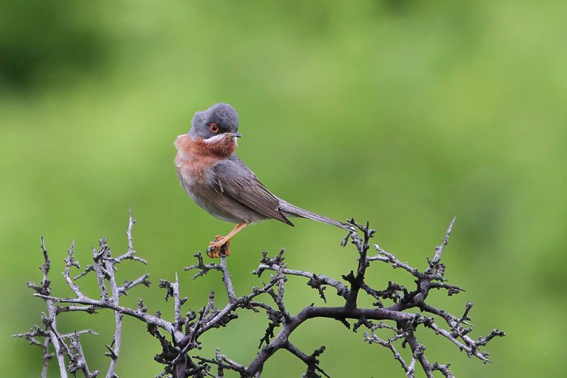 Eastern Subalpine Warbler