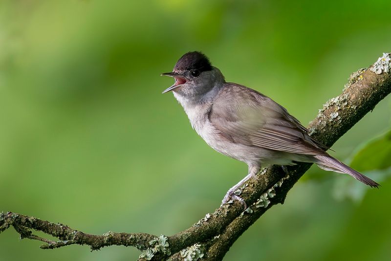 Eurasian Blackcap (m)