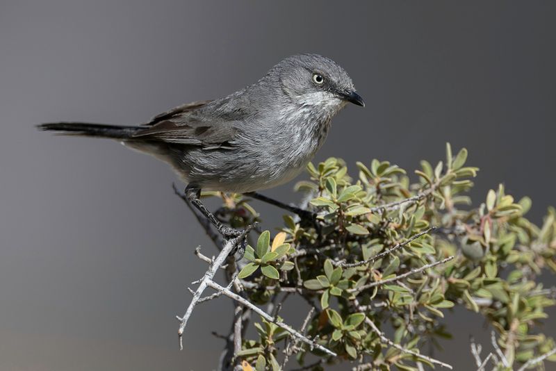 Layard's Warbler