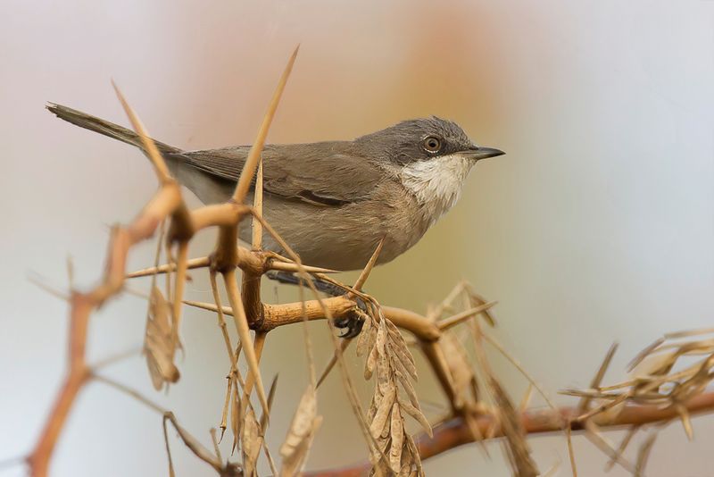 Lesser Whitethroat