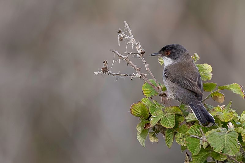 Sardinian Warbler (f)