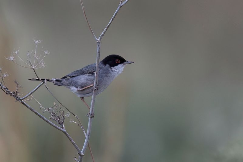 Sardinian Warbler (m)