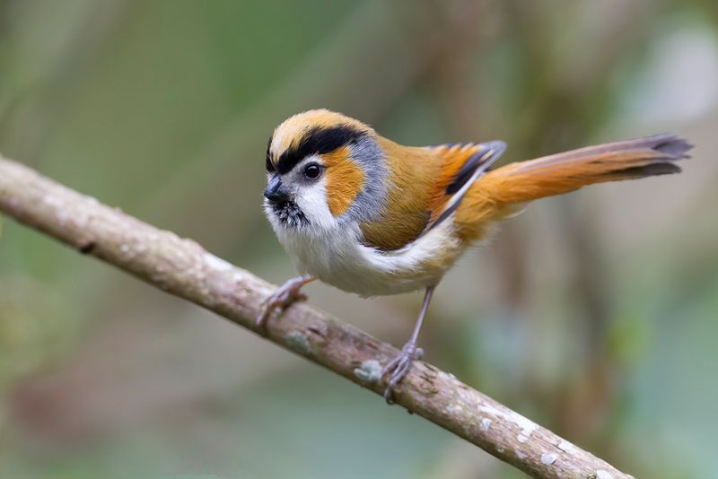 Black-throated Parrotbill
