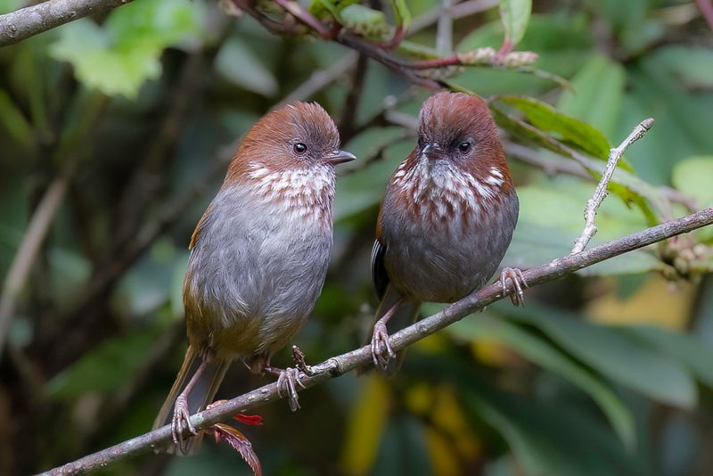 Brown-throated Fulvetta