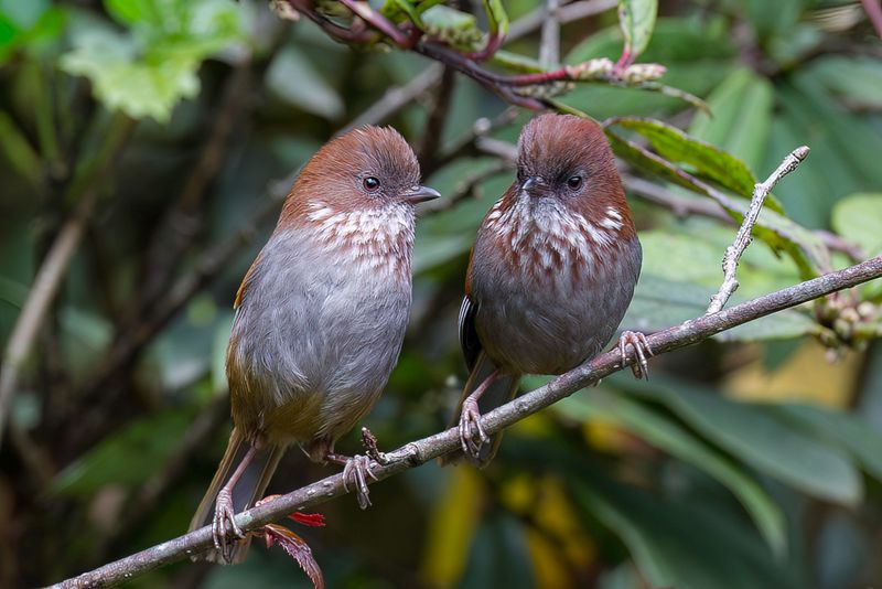 Brown-throated Fulvetta