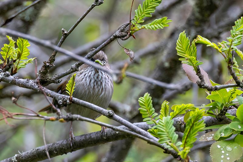 Chinese Fulvetta