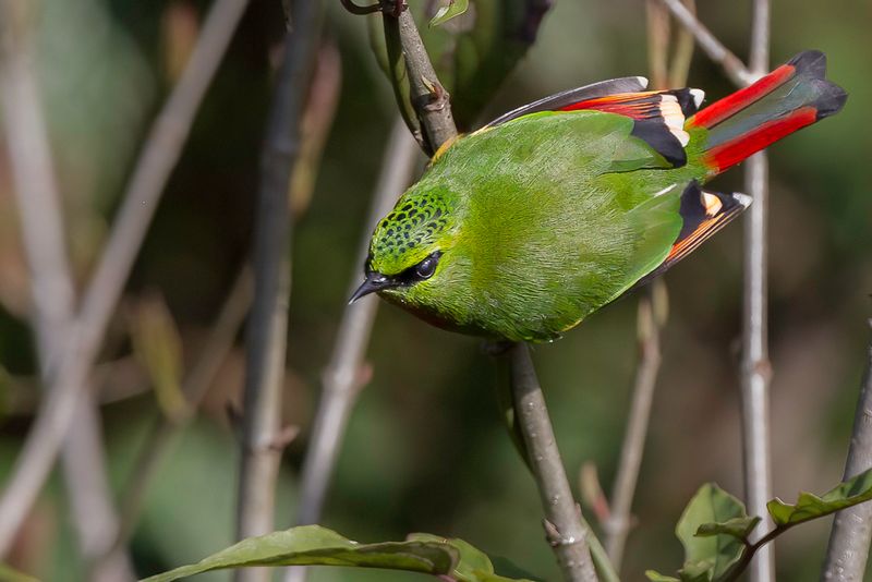Fire-tailed Myzornis
