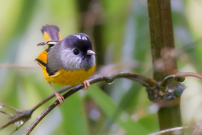 Golden-breasted Fulvetta