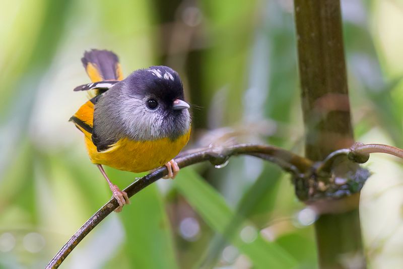 Golden-breasted Fulvetta