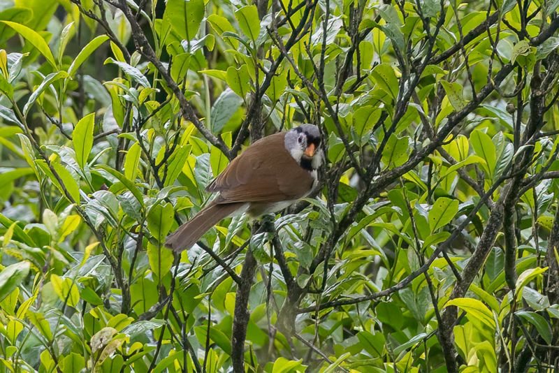 Grey-headed Parrotbill