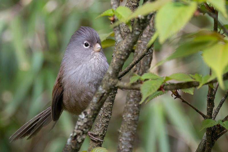 Grey-hooded Parrotbill