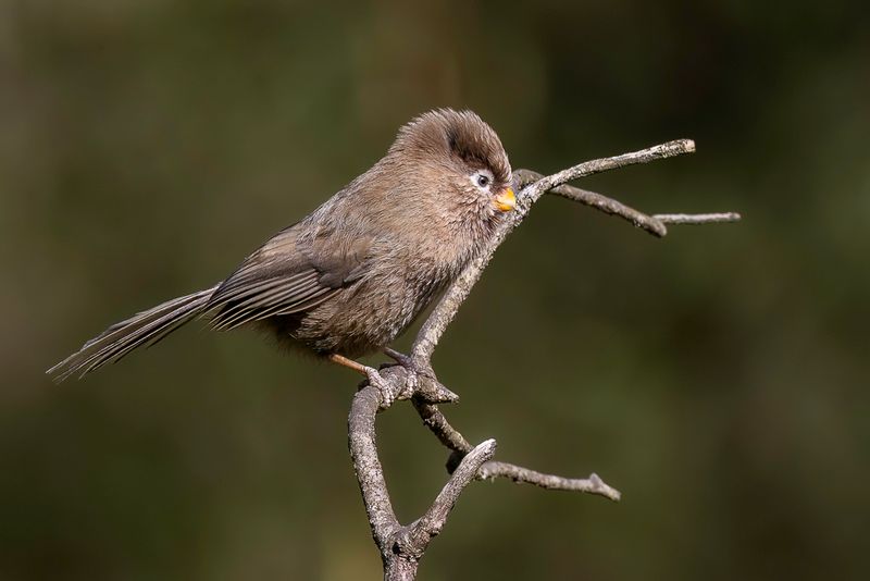 Three-toed Parrotbill