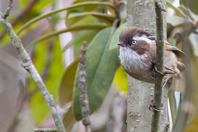 White-browed Fulvetta