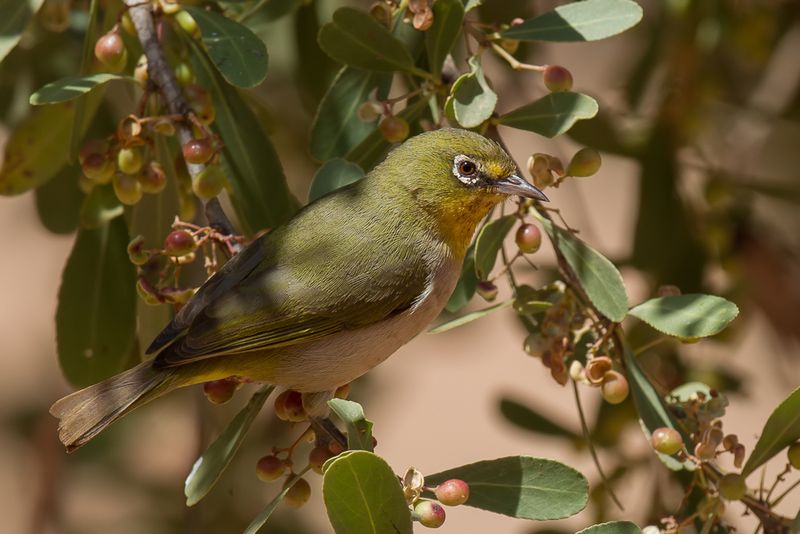 Abyssinian White-eye