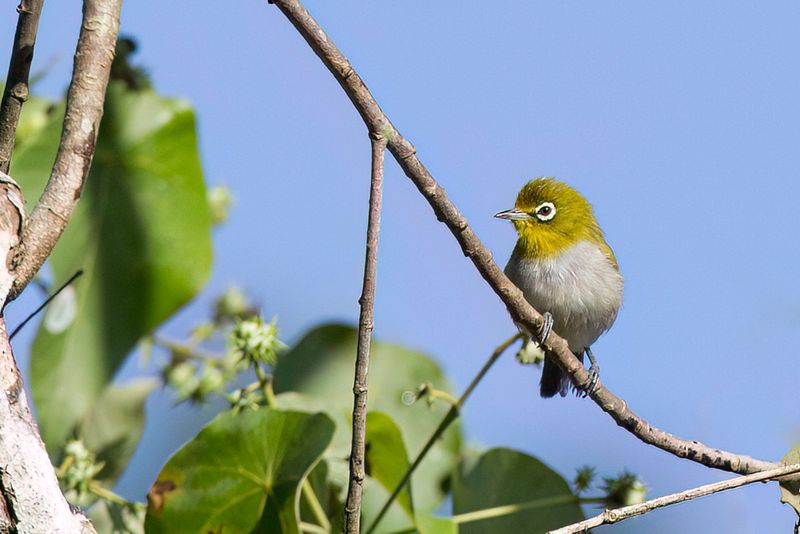 Ashy-bellied White-eye