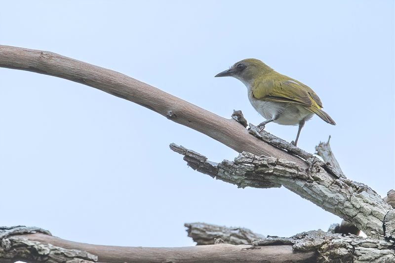 Biak White-eye