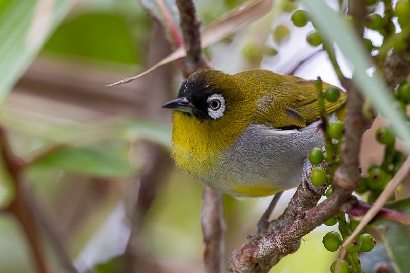Black-capped White-eye