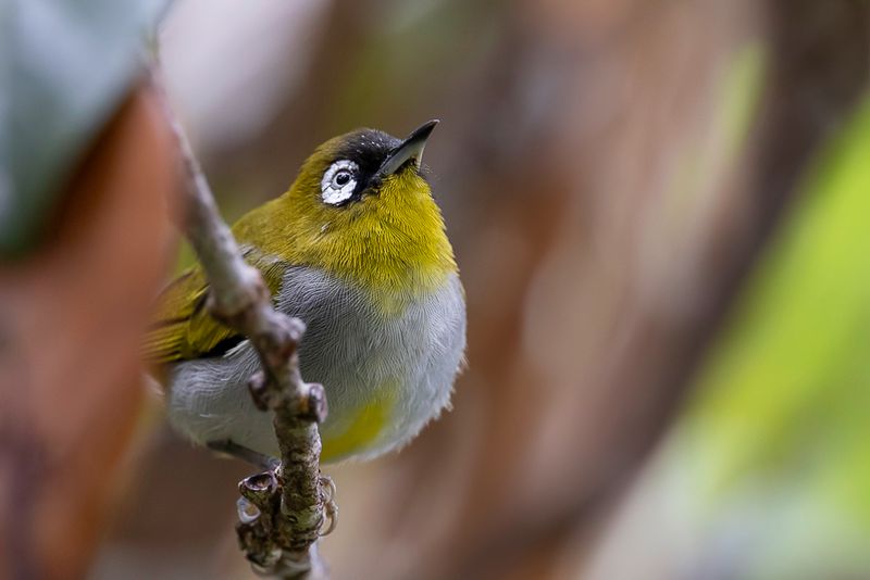 Black-capped White-eye