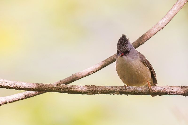 Black-chinned Yuhina