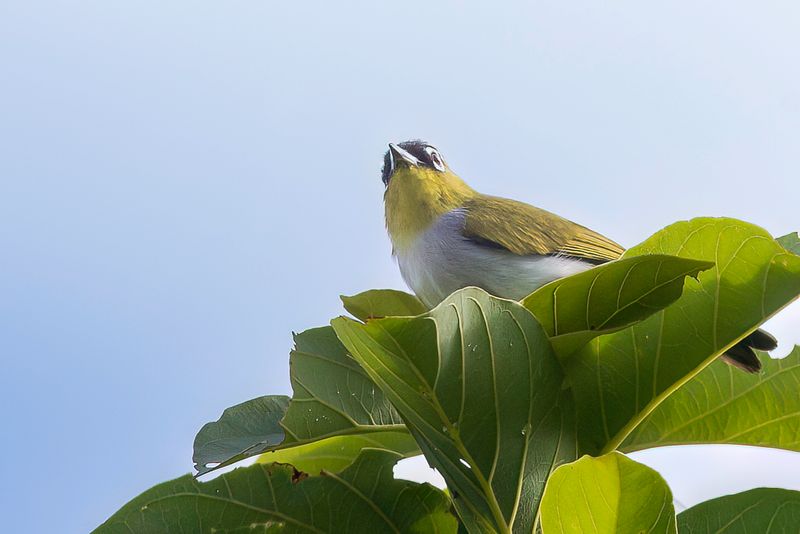 Black-fronted White-eye