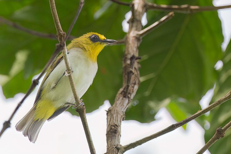 Black-ringed White-eye