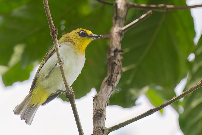 Black-ringed White-eye