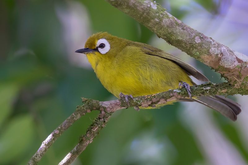 Broad-ringed White-eye