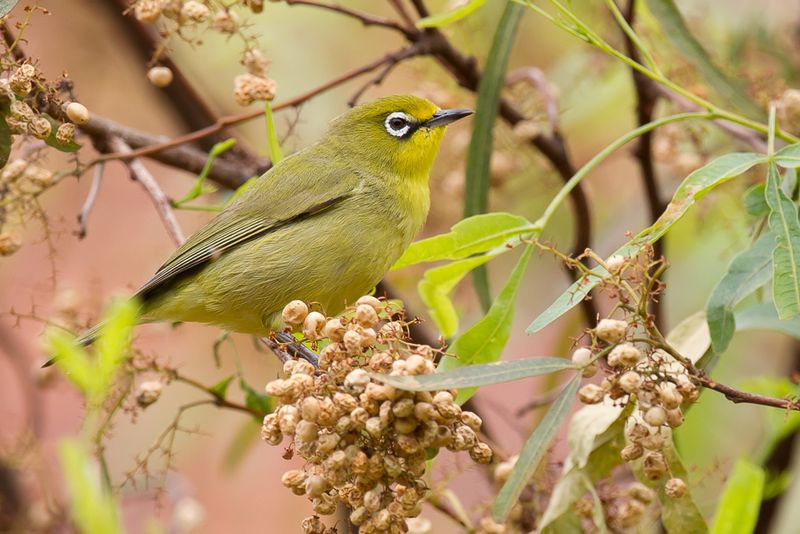 Cape White-eye
