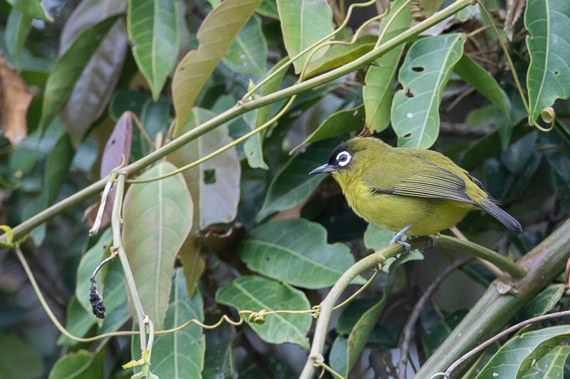 Capped White-eye