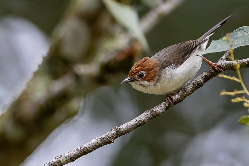 Chestnut-crested Yuhina