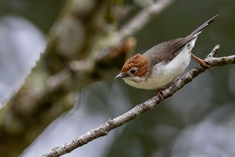 Chestnut-crested Yuhina