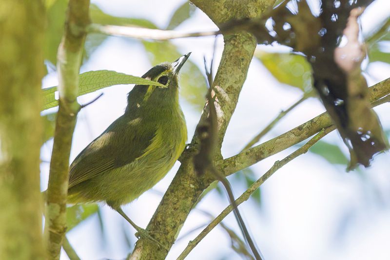 Eyebrowed Heleia