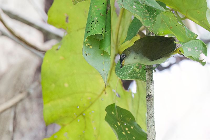 Creamy-throated White-eye