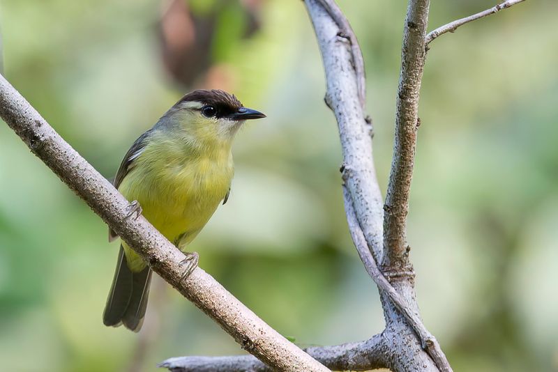 Crested White-eye