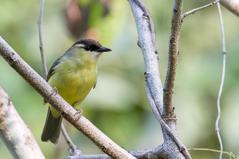 Crested White-eye