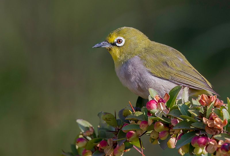 Heuglin's White-eye