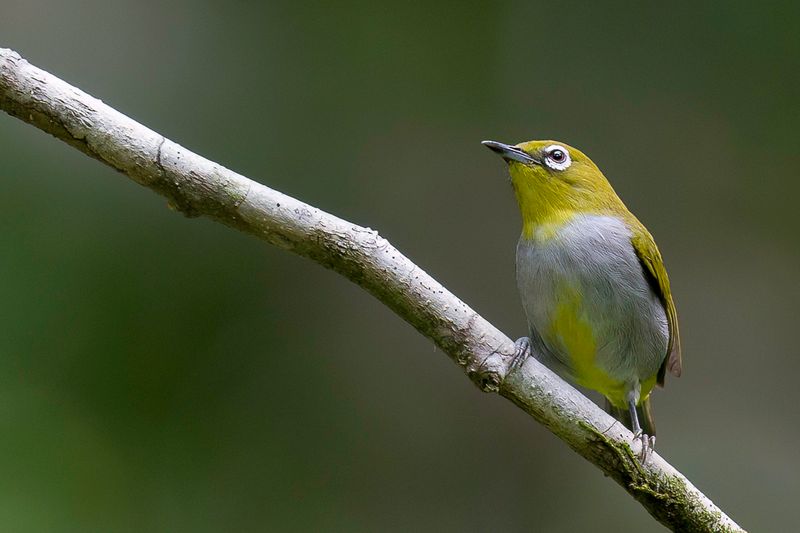 Hume's White-eye