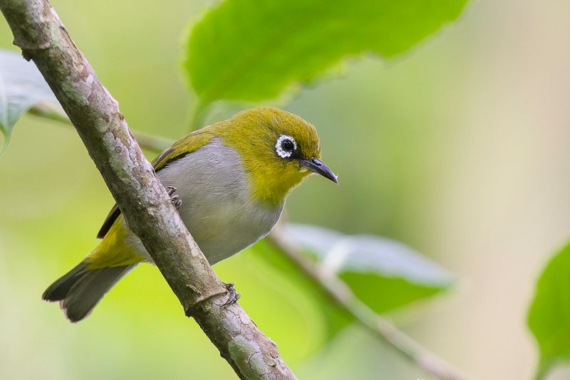 Indian White-eye