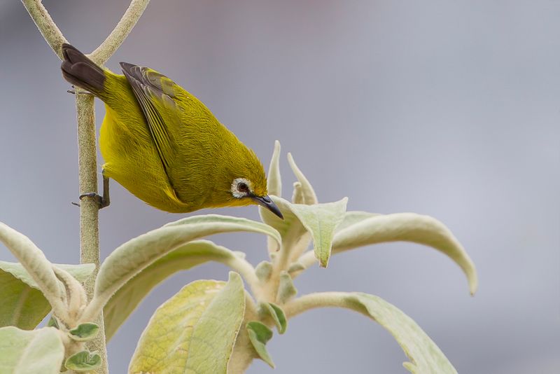 Karthala White-eye