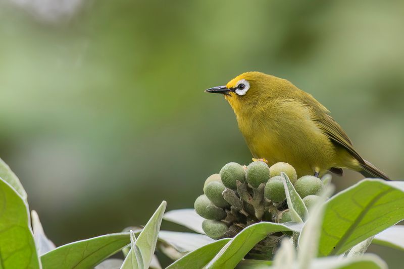 Kikuyu White-eye