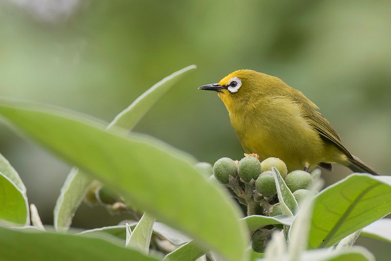 Kikuyu White-eye